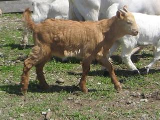 One KIKO % BUCKLING