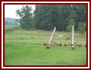 goatsandhorsesinpasture