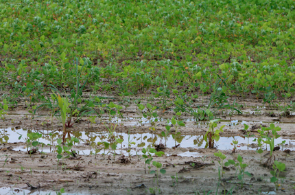 Saturated bean crop