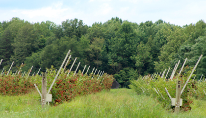 Jeff Champe blackberry farm