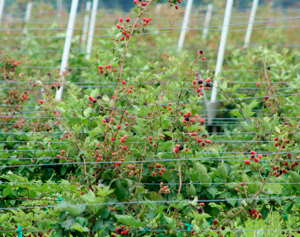 Jeff Champe blackberry farm