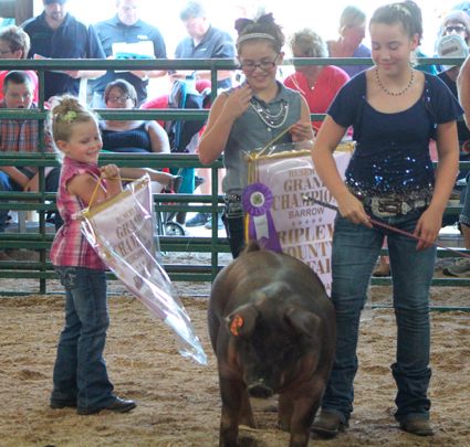 Reserve grand champion swine