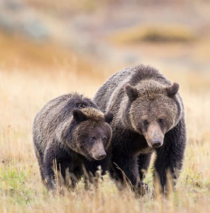 Kendall Hankins photo - Bears at Yellowstone