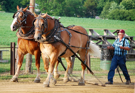 Danny Beach and his two horses