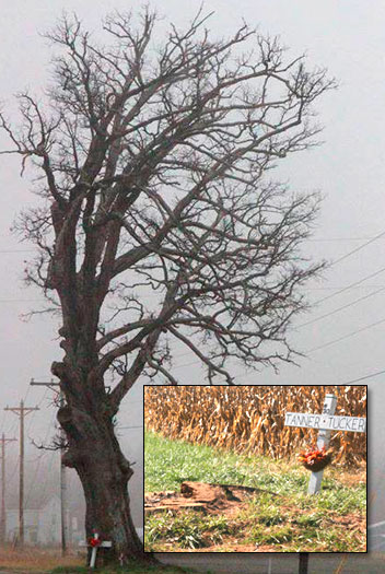 Milan Oak Tree