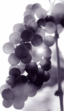 Grapes at Ertel Winery