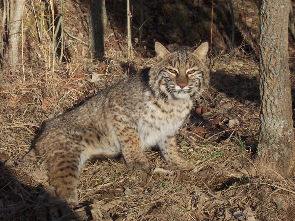 Bobcats Of Indiana A Detailed Map And Comprehensive Guide - sxvnp2g