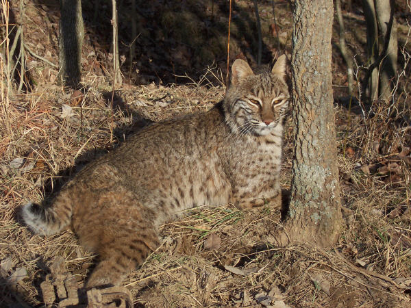Bobcats Of Indiana A Detailed Map And Comprehensive Guide - nh348qi